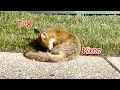 Urban Fox and Vixen