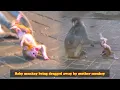 The poor baby monkey was thrown by the mother monkey, the mother monkey really hates the baby monkey
