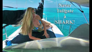 🦈 Shark U-Turned on me in the Florida Keys