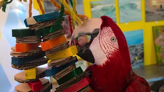 ❤️🦜 COMBIEN DE CŒURS POUR JACKSON ? 🦜❤️