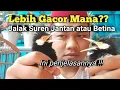 Download Lagu Perbedaan Jalak Suren Jantan dan betina || Lebih Gacor yang Mana?