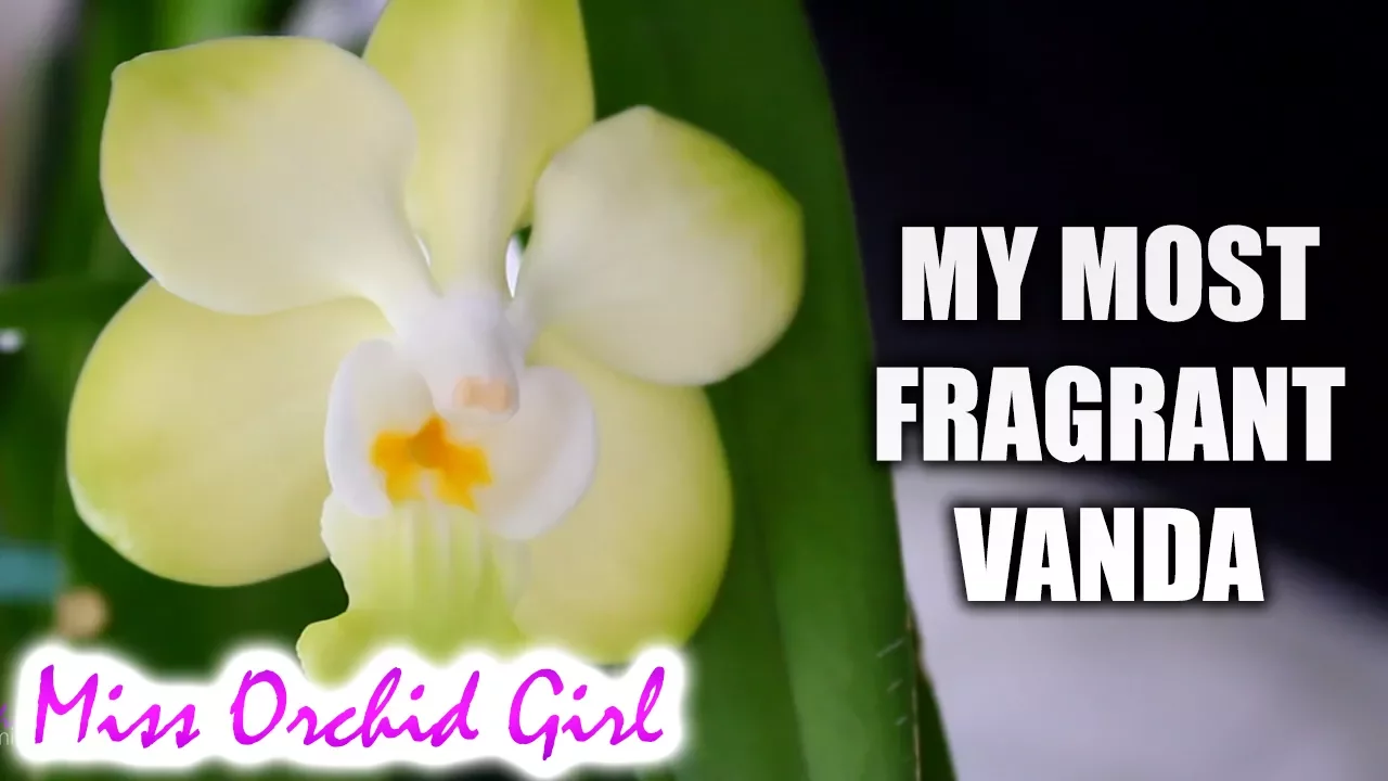A NIGHT TIME FRAGRANT VANDA ORCHID! AND ITS AMAZING: D