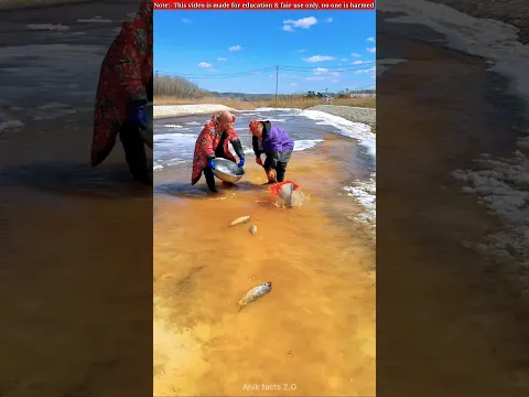 এত মাছ কি করবে 😲🐠