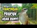Lagu Suara burung trucukan gacor memanggil lawan Pancingan trucuk betina memanggil jantan agar nyaut