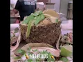 Melecios authentic Mexican restaurant