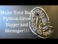 3 Steps To Make Your Ball Python Grow - Benjamin s Exotics