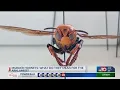 Murder Hornets