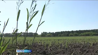 Уборочная кампания в Омской области началась раньше срока