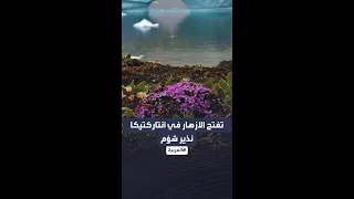 أزهار تتفتح في القطب المتجم د وعلماء نذير شؤم  أزهار تتفتح في القطب المتجم د وعلماء نذير شؤم