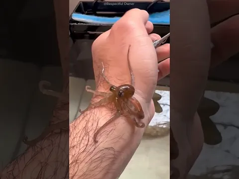 He Saved a Baby Octopus… Months Later, It Came Back! 🐙🥹❤️