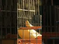Download Lagu Suara Burung Kenari #short #shorts #kenari