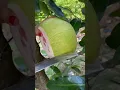 Download Lagu 🌹🌹 #fruit #satisfying #mango #buah #food #music #dream #musician #sound #jerukpamelo
