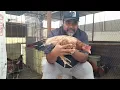 Kelso Asil is a good crossbreed Mario Gonzalez Roosters