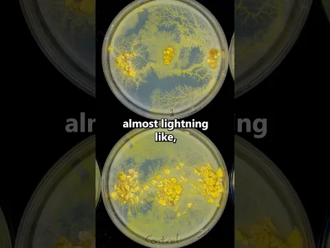 Do ADHD meds work on Slime mold?