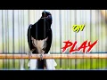 Download Lagu KACER GACOR ON PLAY, PANCINGAN JITU NAIKKAN EMOSI KACER