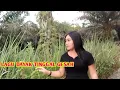 Lagu lagu Dayak ..Tinggal gesah...cover.Lina ,,cipta / Sepijo