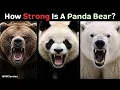 How Strong is a Panda Bear Compared to Other Bears