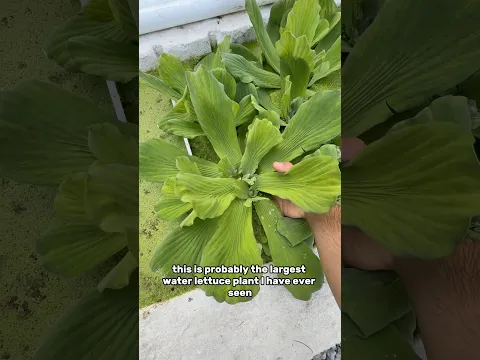 The LARGEST water lettuce ever!