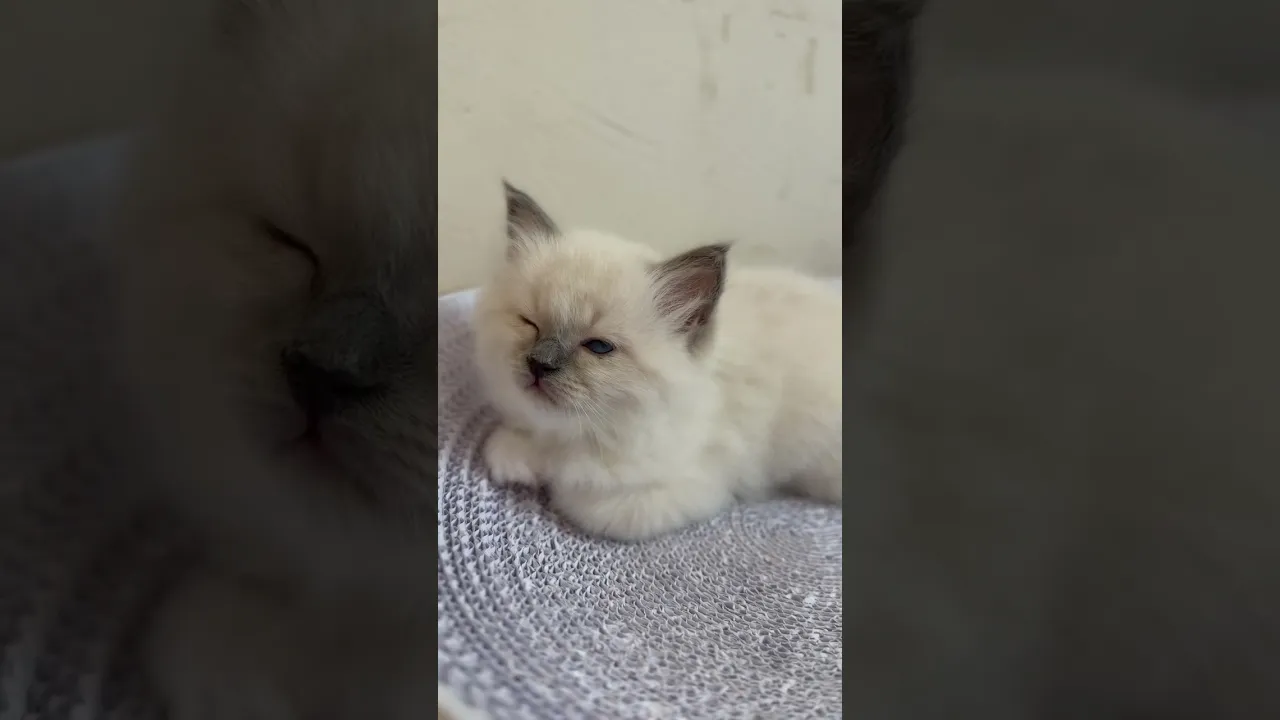 動画