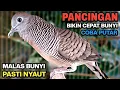 Lagu Perkutut Lokal Gacor RAJA PIKAT Ahlinya Bikin Semua Burung Perkutut Gacor Nyaut.
