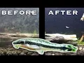 Best Nano Tank Algae Eaters