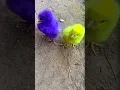Download Lagu Suara anak ayam #ayam #ayamlucu #ayamwarnawarni #ayamrainbow #shortsviral