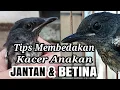 Download Lagu Tips Membedakan Anakan Kacer JANTAN \u0026 BETINA !!