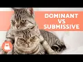 Is My CAT DOMINANT Behavior of DOMINANT CATS