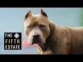 Pit Bulls Unleashed: Should They Be Banned? - The Fifth Estate