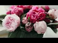أعظم عريسين  (بدون إيقاع)
