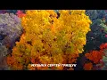 Download Lagu Музыка Для Души ,,МЕДЛЕННО УХОДИТ ОСЕНЬ,, Музыка Сергей Грищук