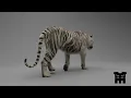Tiger Walk Cycle Render