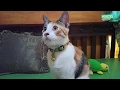 Download Lagu Kucing 3 Warna Jantan Yang Langka