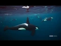 Meet the Orcas Planet Earth Blue Planet II Saturdays on BBC America
