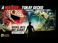 A Massive Tokay Gecko Broke into My Giant Vivarium