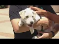 Lost or found a pet after July 4th Here is what you should do