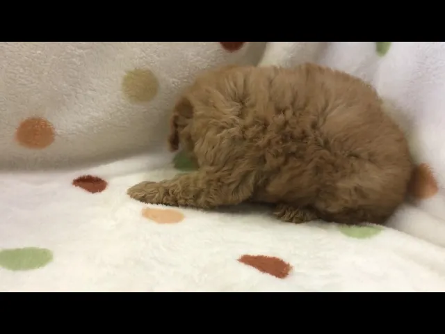 動画
