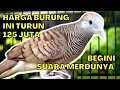 Download Lagu MASTERAN SUARA PERKUTUT BANGKOK JUARA DURASI PANJANG