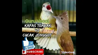 Download Cak jenggot vs Kapas tembak | Masteran burung, MP3