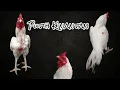 Download Lagu PESONA AYAM PUTIH KINANTAN🤍
