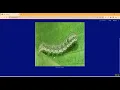 Pest Detection Using CNN Streamlit App in Python Projects