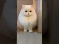 Download Lagu kucing gemoy dengan bola mata yang indah #cats #catlover #kitten #shorts