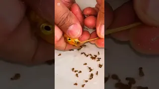 كانت هتاكل عيالها 