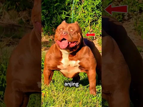 Kenapa Anjing Ini Dilarang di Puluhan Negara?!