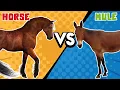 Horse VS Mule A brief list of differences you didn t know before