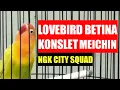 Masteran lovebird konslet betina manggap lb Meichin !! Ampuh