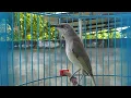 Download Lagu Pancingan Burung Kecial Kombok Macet Bunyi / Cucak Kombo Mabung Bikin Gacor full Tembakan 69