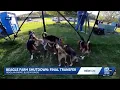 Ridglan Farms ends dog operations final 155 beagles rescued