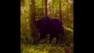 I M Back Shorts Thejunglebook2016 Baloo Sherekhan Bagheera Videostarpro Alightmotionpro 