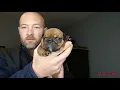 EXPOSED secrets of the exotic bully world